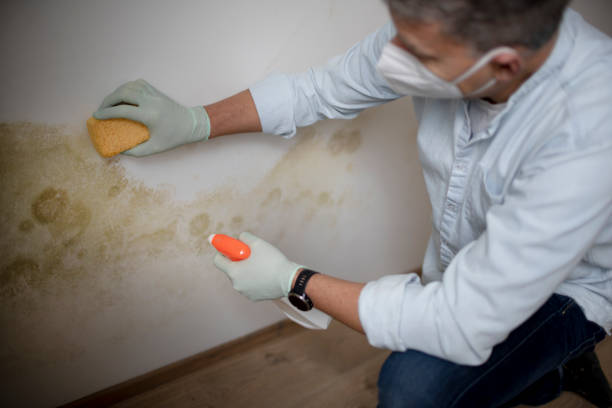 Best Residential Mold Removal  in Taneytown, MD
