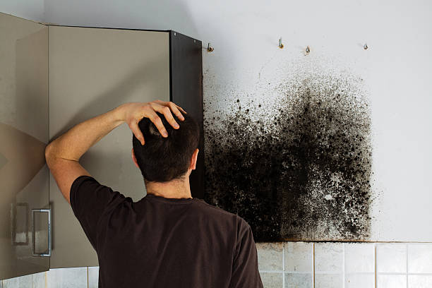 Best Mold Damage Repair  in Taneytown, MD